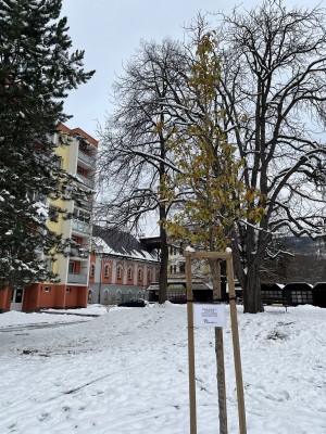 Výsadba stromů na ul. Poštovní