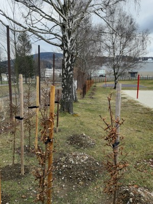 Výsadba stromů ve městě Jeseník