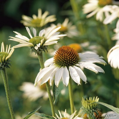V plném létě budou záhonu dominovat vysoké medonosné trvalky, jako třapatky (Echinacea) a zápleváky (Helenium).