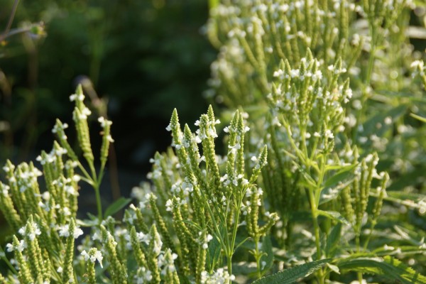 V babím létě a na podzim pak kvetení uzavře hvězdnice (Aster) prokvétající ve zlatavě a bronzově vybarvených okrasných travinách, které jsou nejpůsobivější právě v podzimním světle.