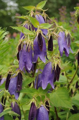 V časném létě se ve výsadbách objeví velkokvěté zvonky, kakosty, světle modré amsonie a fialové šalvěje spolu s velkolepými okrasnými česneky.